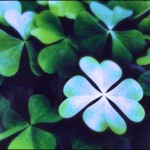 4 leaf clover in blue